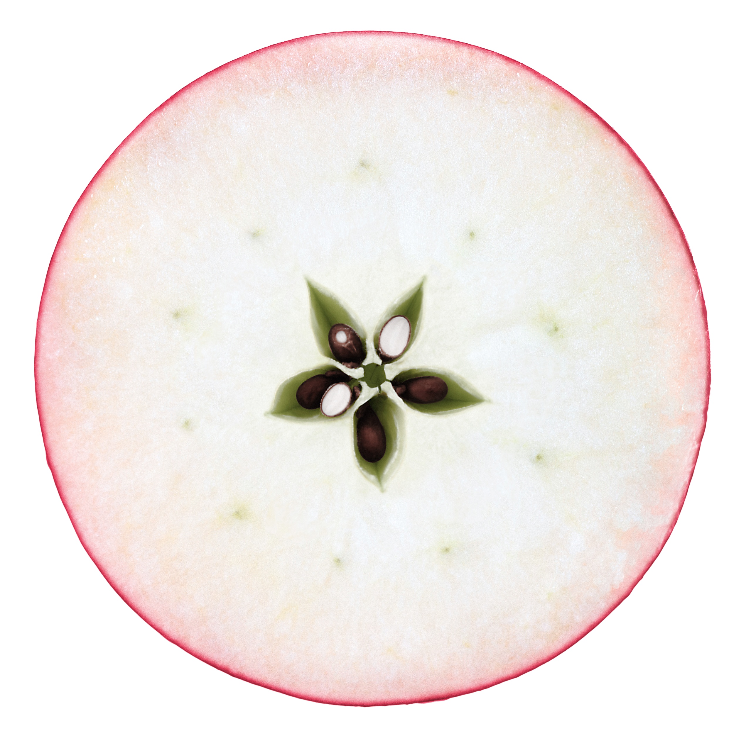 Malus - Apple; Malus  - Apfel
