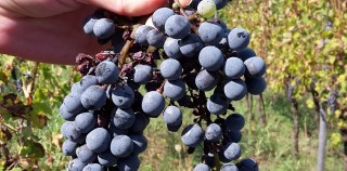 Vaccinazioni e Vendemmia 2017: il dibattito continua