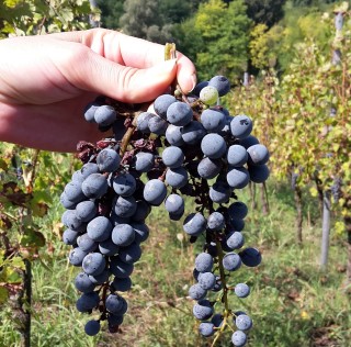 Vaccinazioni e Vendemmia 2017: il dibattito continua