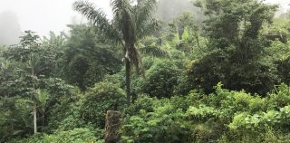 Evocare i Tropici. Con una ricetta saotomense