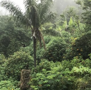 Evocare i Tropici. Con una ricetta saotomense