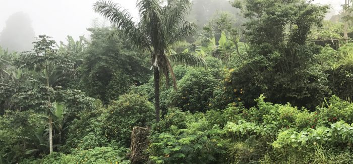 Evocare i Tropici. Con una ricetta saotomense