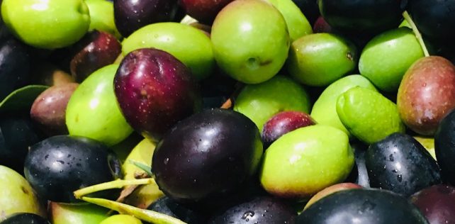 Il corso per assaggiatori dell’olio extravergine di oliva AIRO a Milano