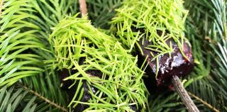 Como. Radici, la cucina nordica, selvatica e lacustre di Mirko Gatti