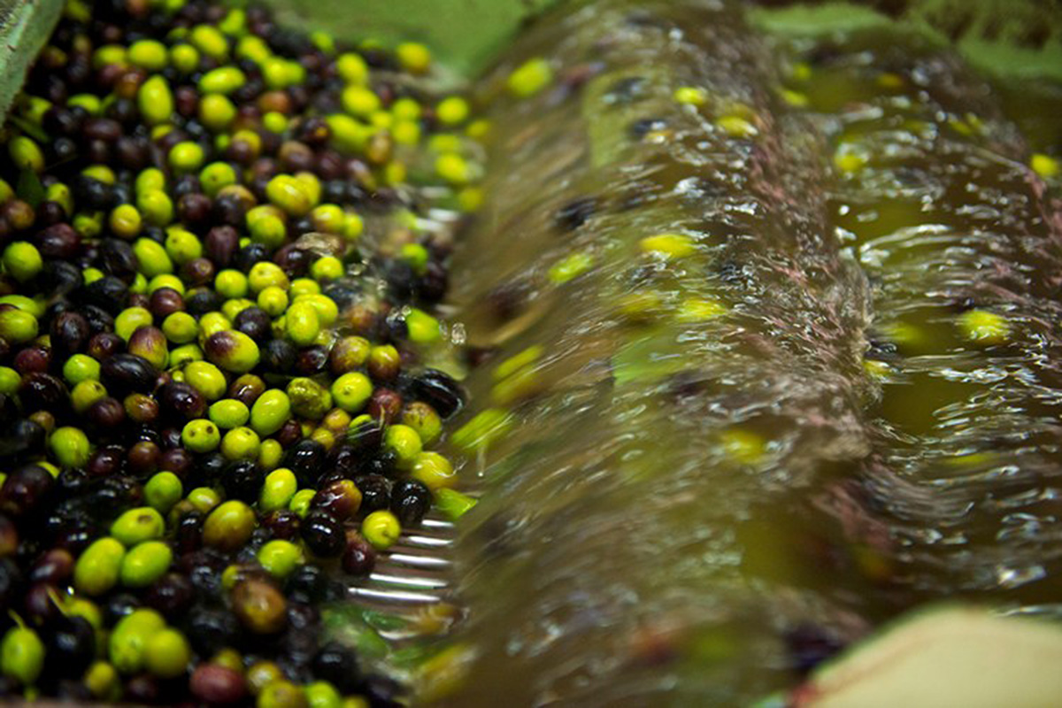 10 spunti #foodcultural olio EVO olive