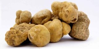 Tartufo Bianco d’Alba: che cosa ho imparato a cena con i trifulau