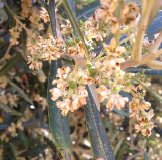 Donne dell’Olio. Un’Associazione che fa della varietà virtù