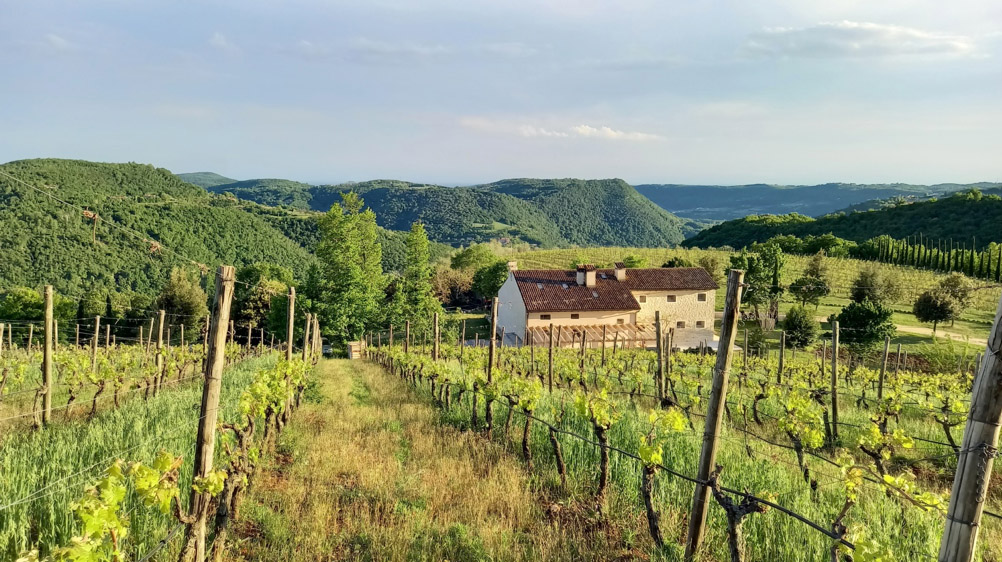 Colli Berici Del Rèbene