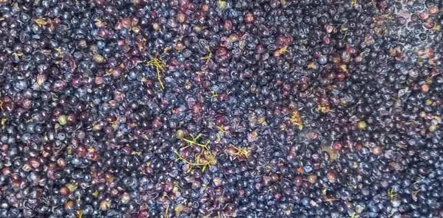 I Colli Berici ma in zona Eustachi: la degustazione itinerante di dicembre